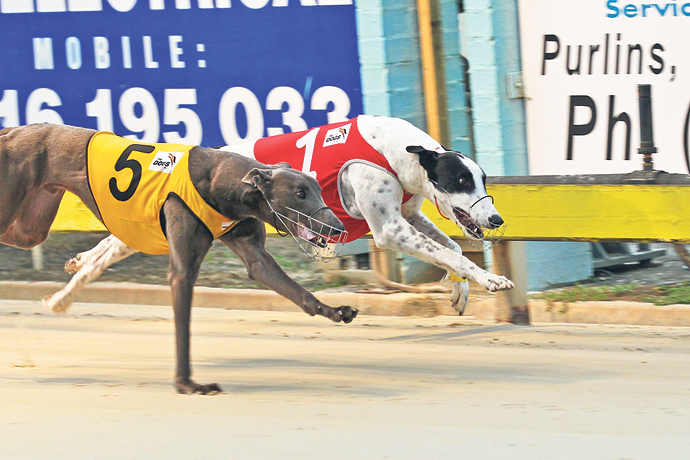 The greyhound industry will continue in NSW