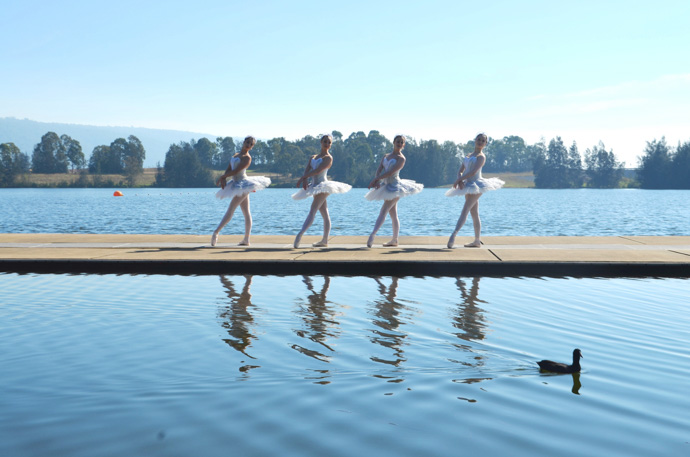 A duck was trying to steal the limelight from the swans at the Regatta Centre. Photo: Dale Drinkwater.