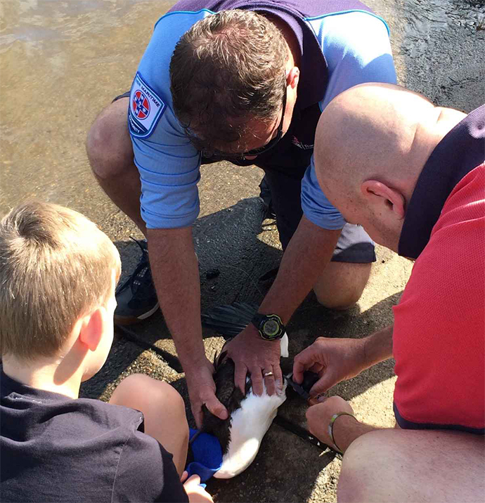 The bird being rescued 