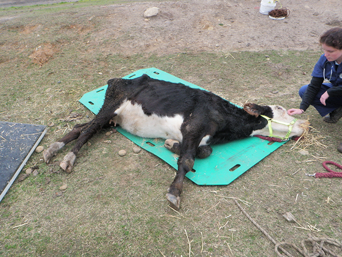One of the cows on the property. Photo: RSPCA