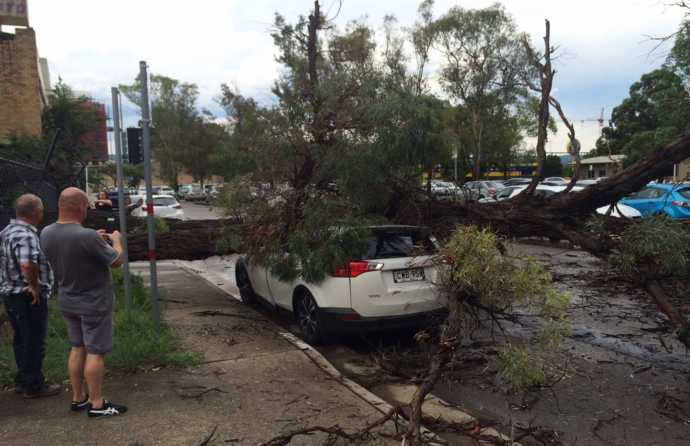 A tree fell on this car in the Penrith CBD