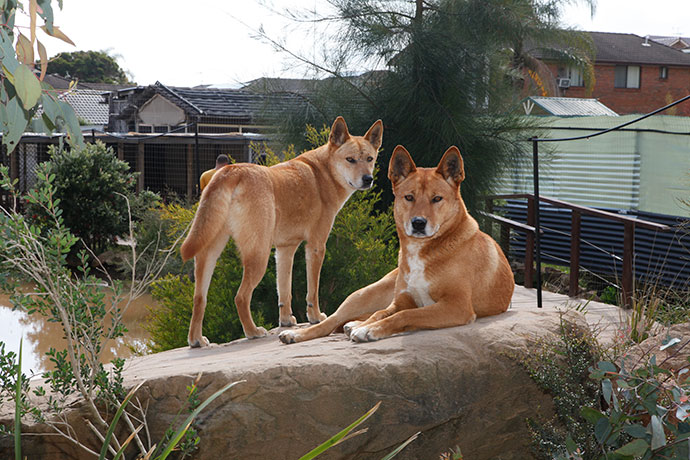 Facts - Dingo Den Animal Rescue