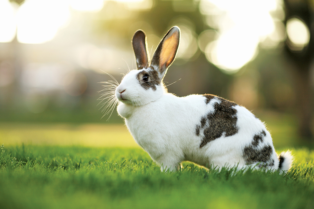 Zrozumienie szczepień królików – Western Weekend Western I Penrith News