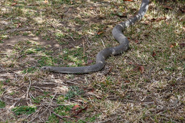 Snakes slither into the suburbs • The Western Weekender